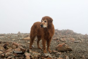 Rainie on the summit of Mt. Silverheels (13,822')