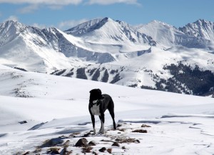 Our adopted dog for the day, Molly, with Copper Mountain ski resort and the Tenmile Range behind