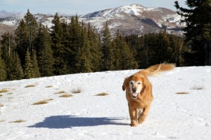 Raindog enjoying her first snow of the season