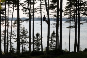 The view from the Oelberger's front deck of Thomas dangling from the oak tree above the St. George River