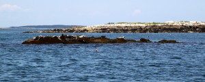 Seals sunbathing on the rocks