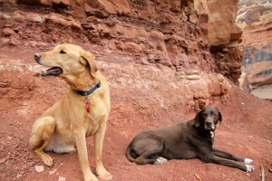 Desert dogs